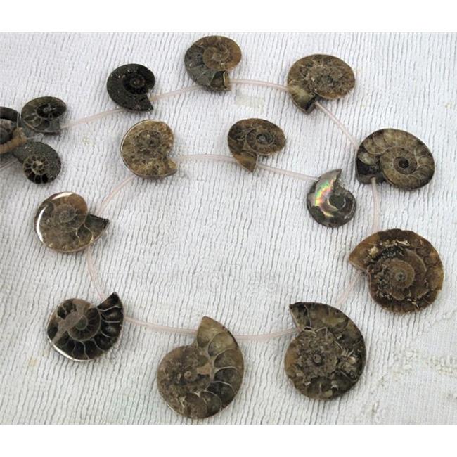 natural Ammonite Fossil beads