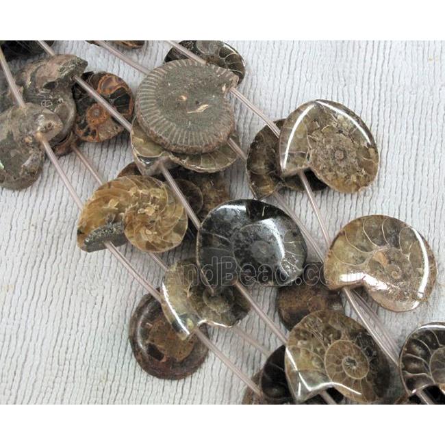 natural Ammonite Fossil beads