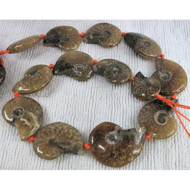 natural Ammonite Fossil beads