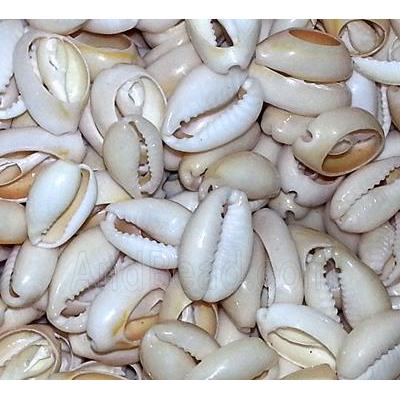 shell Conch bead