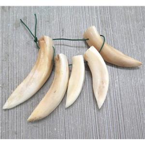 wolf-tooth pendant, approx 12-60mm